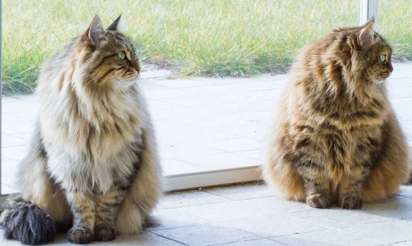 Koty syberyjskie ładny zwierząt gospodarskich w zrelaksować się w ogrodzie, długie włosy — Zdjęcie stockowe
