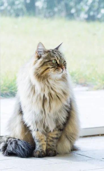 Cute siberian cat of livestock in relax ioutdoor, long haired — Stock Photo, Image