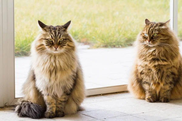 Urocza dwa koty syberyjskie zwierząt gospodarskich w zrelaksować się w ogrodzie, długie włosy — Zdjęcie stockowe