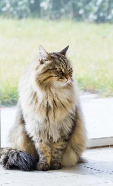 Kot syberyjski ładne zwierząt gospodarskich w zrelaksować się w ogrodzie, długie włosy — Zdjęcie stockowe