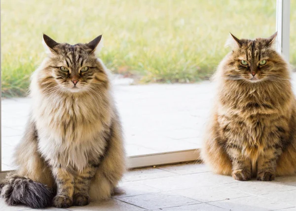 Bonito dois gatos siberianos de gado em relaxar em um jardim, cabelos longos — Fotografia de Stock