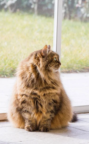 Puupy gatto siberiano di bestiame in relax in un giardino, dai capelli lunghi — Foto Stock