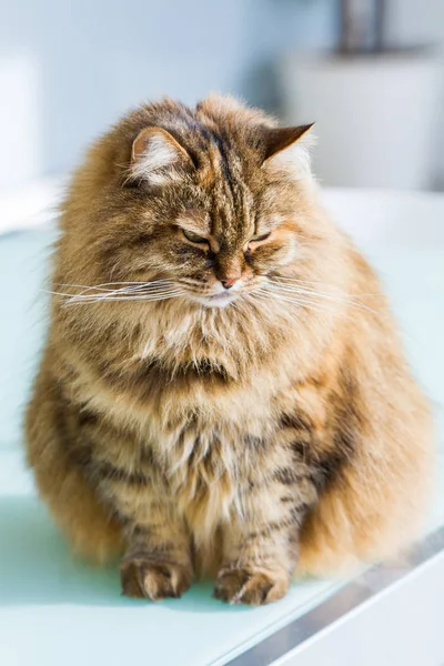 Sgombro bruno gatto siberiano di bestiame in relax in un giardino, dai capelli lunghi — Foto Stock