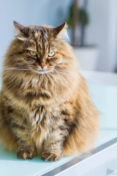 Schattig Siberische Kat van de veestapel in ontspannen in een tuin, donkerharige vrouw — Stockfoto