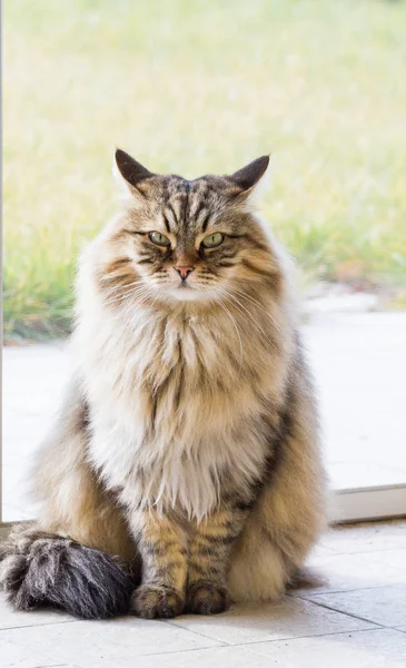 Älskvärda Sibirisk katt av boskap i koppla av i en trädgård, långhåriga — Stockfoto