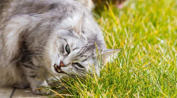 Bedårande Sibirisk katt av boskap i koppla av i en trädgård, långhårig hona. Ätit tid — Stockfoto