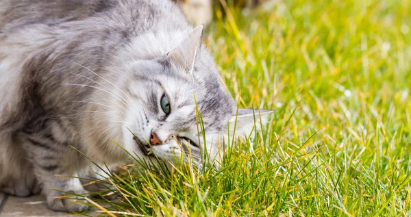 Αξιολάτρευτο Σιβηρίας γάτα του ζωικού κεφαλαίου για να χαλαρώσετε σε ένα κήπο, πράσινο γρασίδι — Φωτογραφία Αρχείου