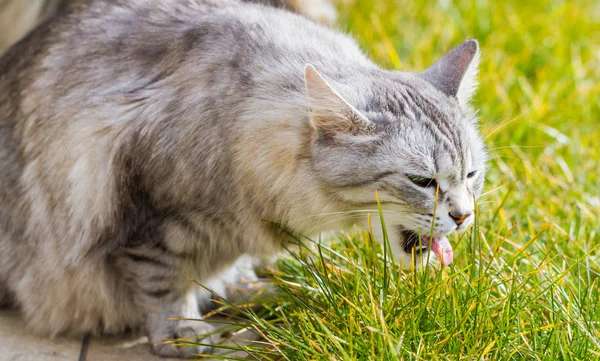 Tierno gato siberiano de ganado en relajarse en un jardín, de pelo largo de plata — Foto de Stock