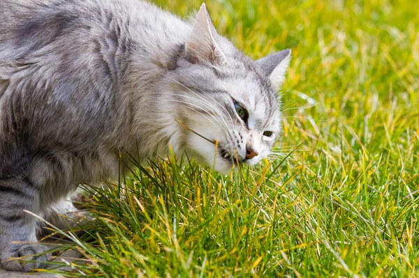 Adorável gato siberiano de gado em relaxar na grama verde, cabelos longos — Fotografia de Stock