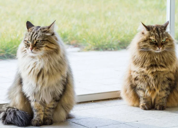 Piękne Włosy Zwierzęta Kot Syberyjski Dla Alergików Kocięta Zwierząt Gospodarskich — Zdjęcie stockowe