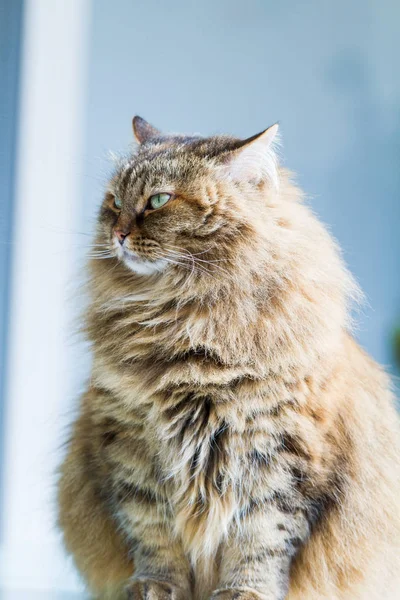 Adorable chat sibérien du bétail dans la détente dans un jardin, cheveux longs — Photo