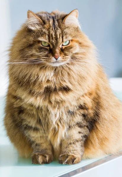 Gato siberiano de beleza de gado em relaxar em um jardim, fêmea de cabelos longos — Fotografia de Stock