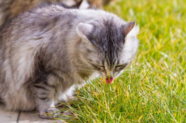 Hayvancılık çok güzel siberian kedi sakin bir bahçede çim açık yalama