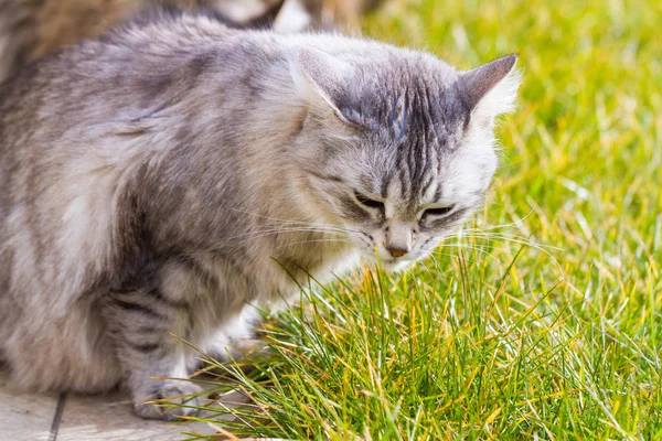 Bedårande Sibirisk katt av boskap i en trädgård, långhåriga — Stockfoto