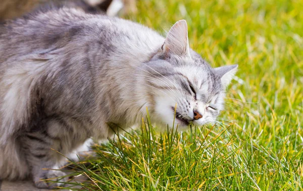 Vackra Långhåriga Pet Sibirisk Katt Allergivänligt Kattunge Boskap Gröna — Stockfoto
