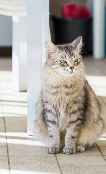 Γκρι Σιβηρίας Γάτα Εξωτερική Υποαλλεργικό Ζώο Των Ζώων — Φωτογραφία Αρχείου