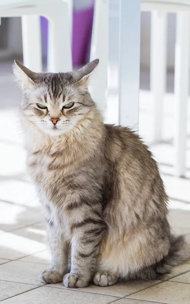 Stříbrná Siberian Cat Venkovní Hypoalergenní Zvířat Hospodářských Zvířat — Stock fotografie