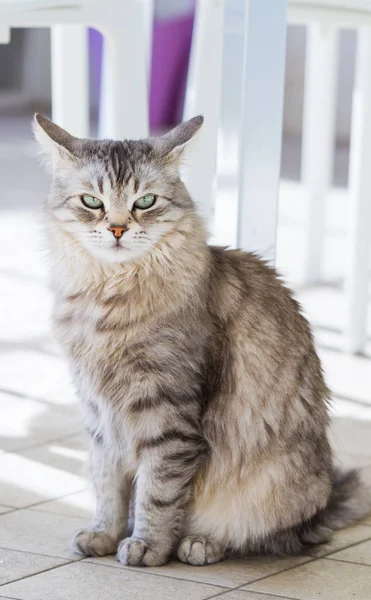 Прекрасное домашнее животное с длинными волосами, сибирская чистокровная кошка — стоковое фото