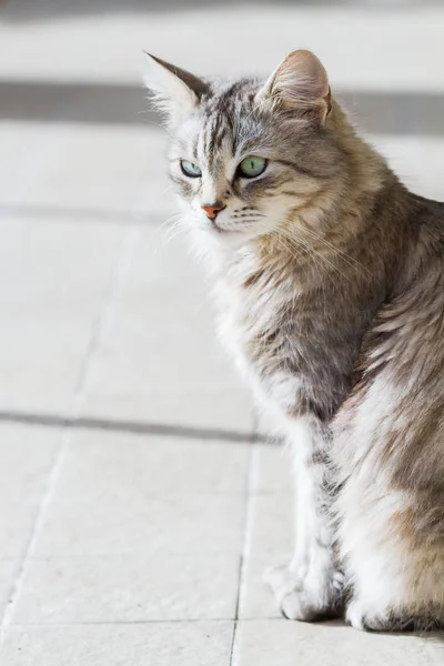 Adorable pet with long hair, siberian purebred cat — Stock Photo, Image