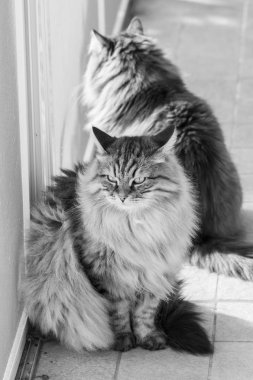 İki hayvan hayvancılık uzun saçlı, Sibirya purebred kedi