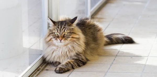 Υπέροχος κατοικίδιο ζώο των ζώων με μακριά μαλλιά, καθαρόαιμος γάτα Σιβηρίας — Φωτογραφία Αρχείου