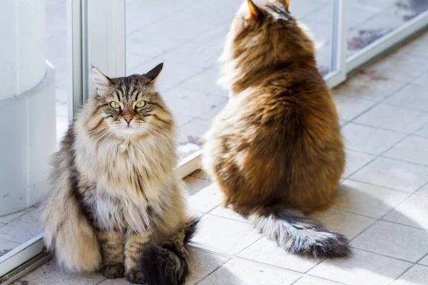 Puszysty zwierzęta zwierząt gospodarskich z długimi włosami, Syberyjski koty rasowe — Zdjęcie stockowe
