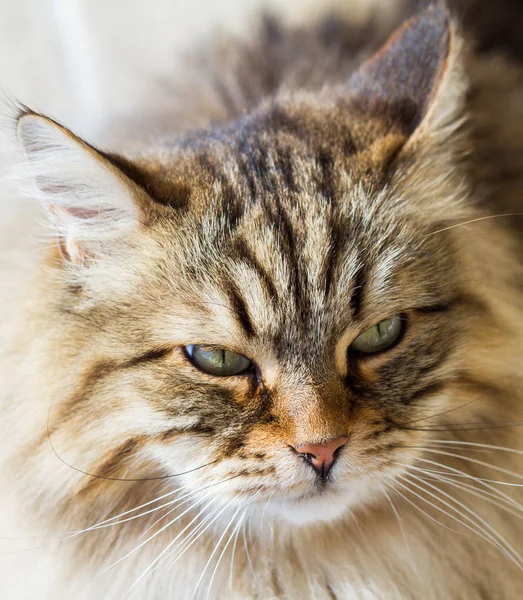 Brązowy zwierzętom zwierząt gospodarskich z długimi włosami, rasowe zwierzę Kot syberyjski — Zdjęcie stockowe