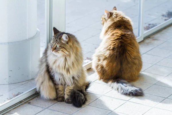 Adorables chats de bétail aux cheveux longs, animaux de compagnie sibériens de race pure — Photo