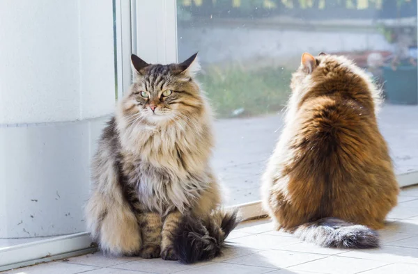 Animali domestici marroni di bestiame con peli lunghi, gatti di razza pura siberiani — Foto Stock