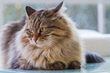 Çok güzel kabarık kedi Sibirya doğurmak bir Bahçe, uzun saçlı hipoalerjenik Pet