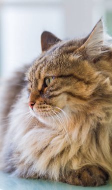 Profili bir tüylü kedi Sibirya doğurmak bir Bahçe, uzun saçlı hipoalerjenik Pet