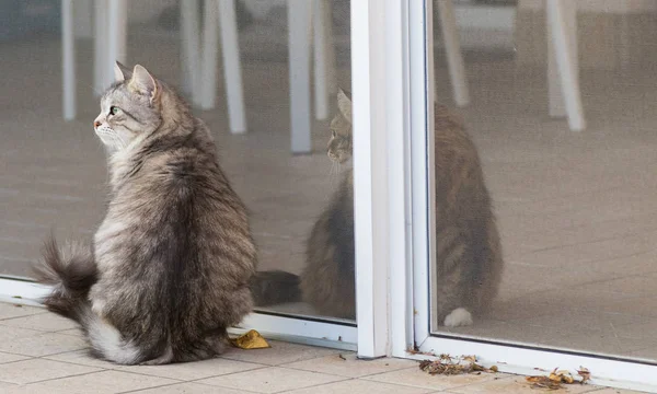 Šedý Chlupatý Kočka Plemene Sibiřský Zahradě Dlouhosrstý Hypoalergenní Pet — Stock fotografie