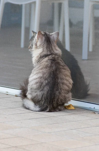 Jolis Chats Fourrure Race Sibérienne Dans Jardin Animaux Hypoallergéniques Aux — Photo