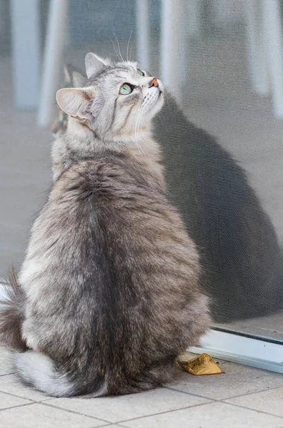 Gatto Grigio Razza Siberiana Giardino Animale Domestico Ipoallergenico Dai Capelli — Foto Stock