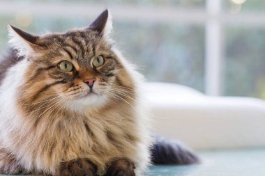 Çok güzel tüylü kedi Bahçe, uzun saçlı hipoalerjenik Pet Sibirya doğurmak. Meraklı yavru kedi arıyorum