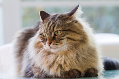 Muhteşem kürklü kedi Sibirya doğurmak bir Bahçe, uzun saçlı hipoalerjenik Pet