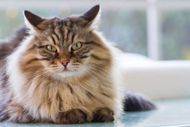 Çok güzel kürk kedi Sibirya doğurmak bir Bahçe, uzun saçlı hipoalerjenik Pet