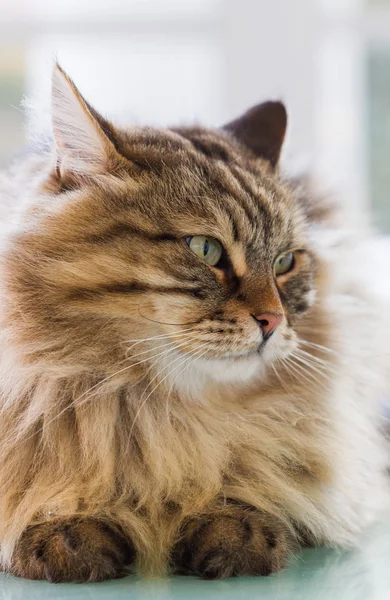 Kochane Futrzany Kotów Rasy Syberyjskiej Ogrodzie Długowłosy Pet Dla Alergików — Zdjęcie stockowe