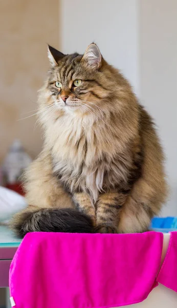 Furry Kot Rasy Syberyjskiej Ogrodzie Włosy Pet Dla Alergików — Zdjęcie stockowe