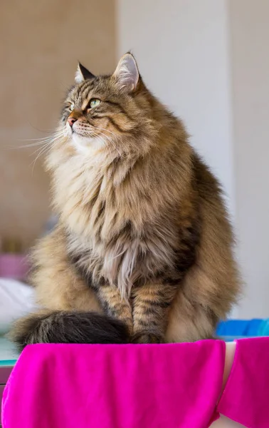 Cute Puszysty Kot Rasy Syberyjskiej Ogrodzie Długowłosy Pet Dla Alergików — Zdjęcie stockowe