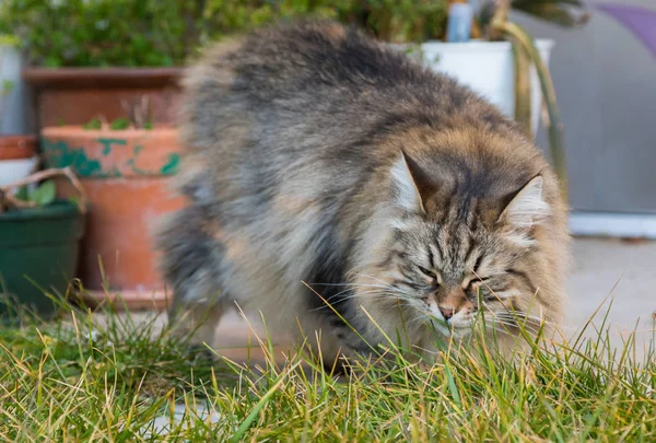 Male Furry Cat Siberian Breed Garden Long Haired Hypoallergenic Pet — Stock Photo, Image