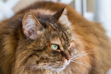 Bir Bahçe, uzun saçlı hipoalerjenik Pet yeşil gözlü Sibirya doğurmak çok güzel tüylü kedi