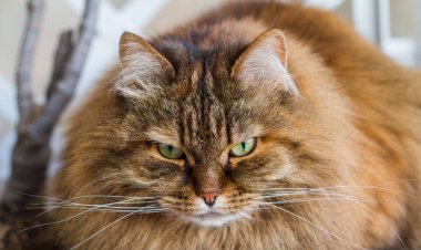 Sibirya doğurmak bir Bahçe, uzun saçlı hipoalerjenik Pet bir kedi sevimli ön plan