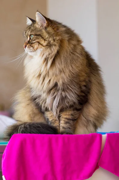 Cute Furry Cat Siberian Breed Garden Long Haired Hypoallergenic Pet — Stock Photo, Image