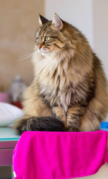 Dość Futrzany Kotów Rasy Syberyjskiej Ogrodzie Długowłosy Pet Dla Alergików — Zdjęcie stockowe