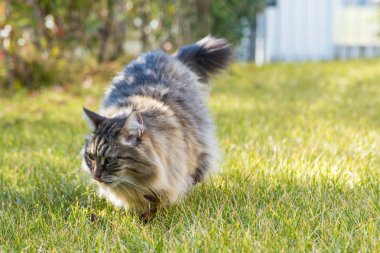 Uzun saçlı kedi Sibirya doğurmak bir bahçe. Sevimli hayvan hayvancılık yeşil çimen, sevimli hayvan açık sakin ol