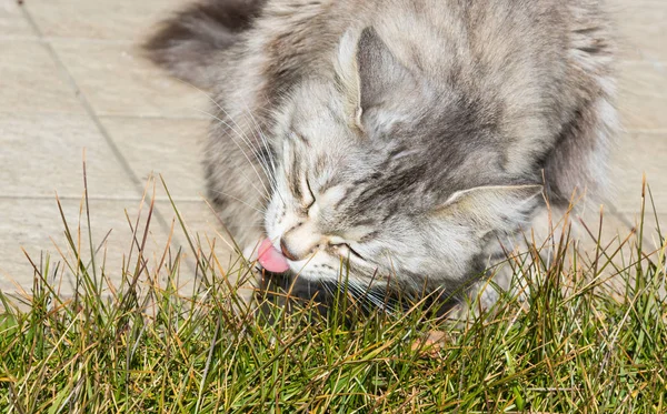 정원에서 시베리아 품종의 고양이입니다 스럽다 가축에서의 연두색 알레르기 동물에 — 스톡 사진