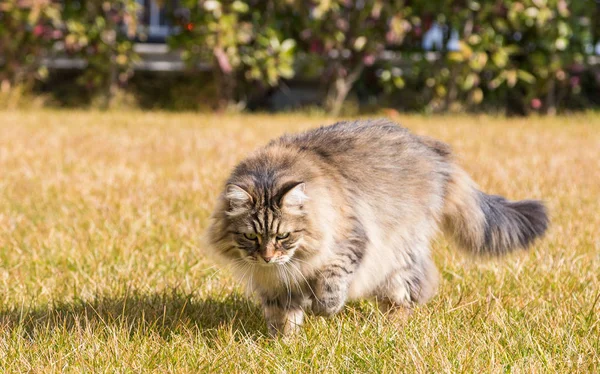 Päls Katten Sibiriska Rasen Trädgård Bedårande Husdjur Utomhus Grass Grön — Stockfoto