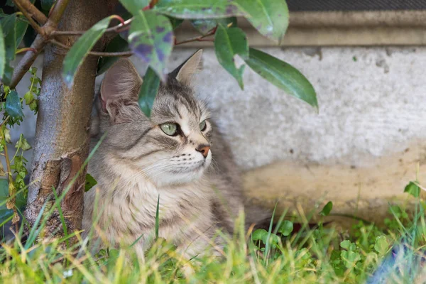 Lovable haired cat of siberian breed in a garden. Adorable pet outdoor on the grass green, hypoallergenic animal of livestock in relax