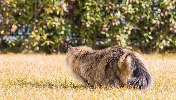 Gato Tabby Raça Siberiana Jardim Adorável Animal Estimação Grama Verde — Fotografia de Stock